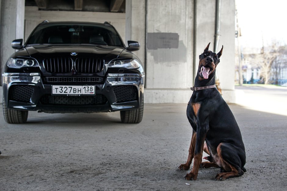 Кот прячется от доберманов