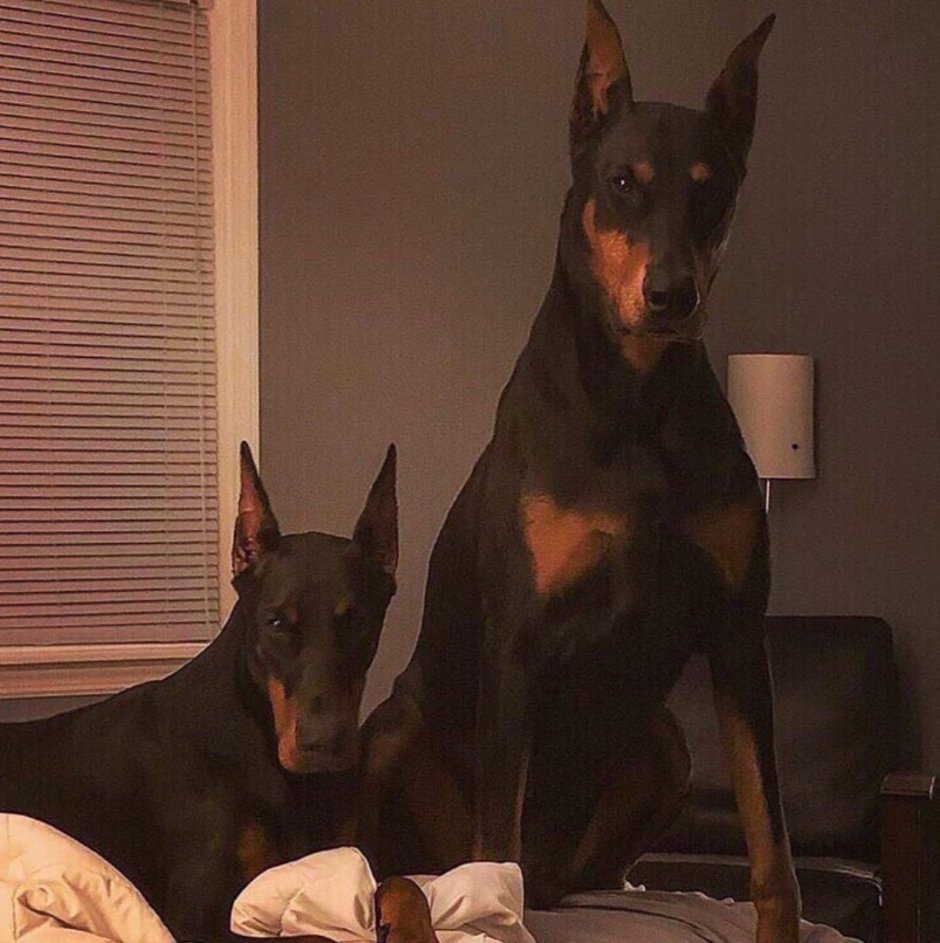 Доберман Айк фото