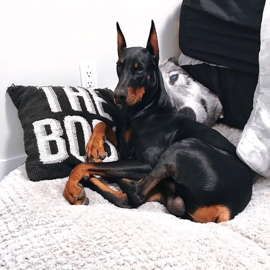 Зои Дойч с доберманом