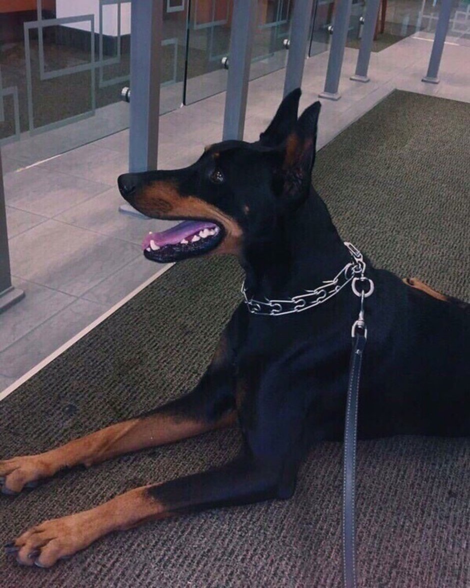 Доберман с человеком