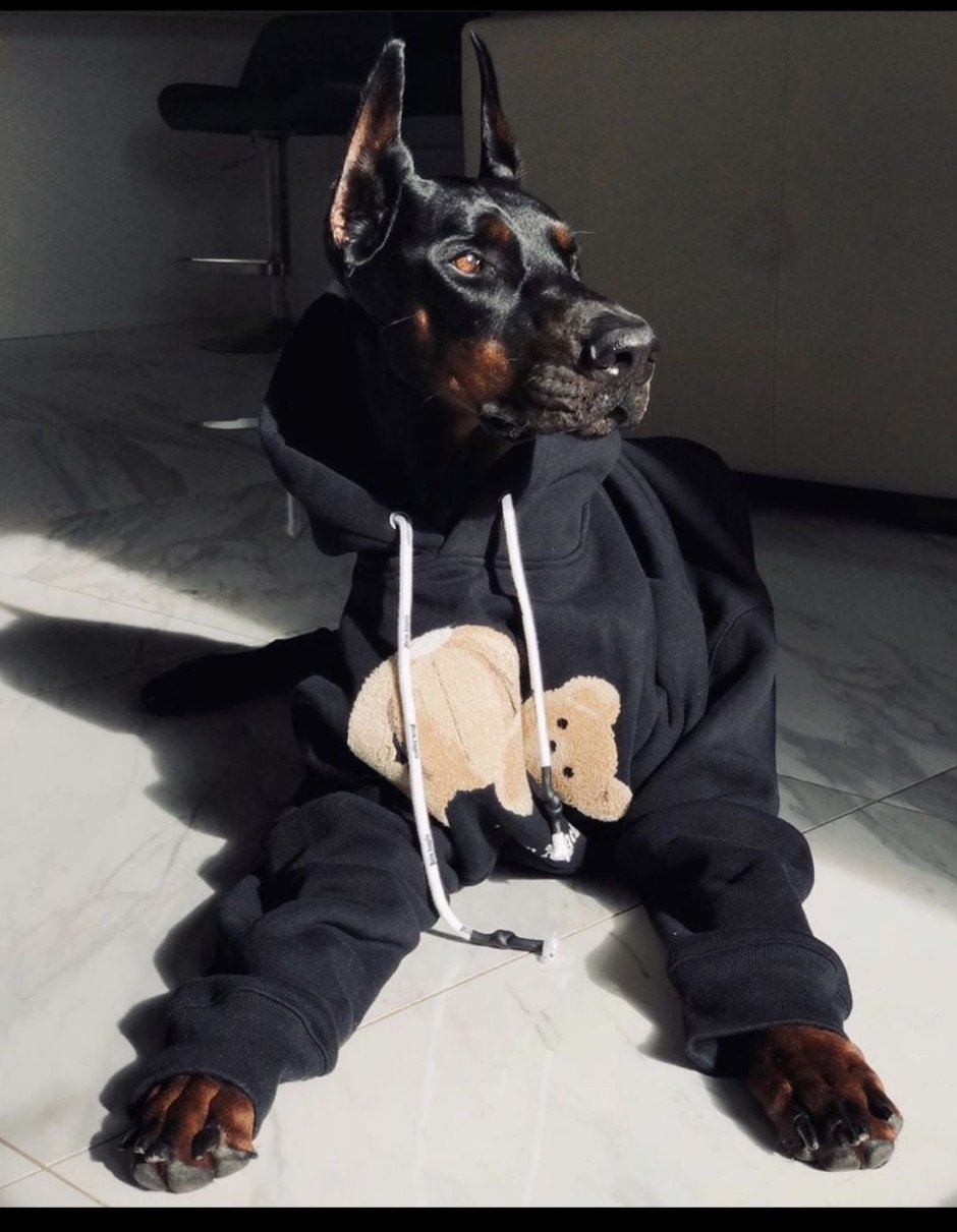 Доберман-пинчер окрасы