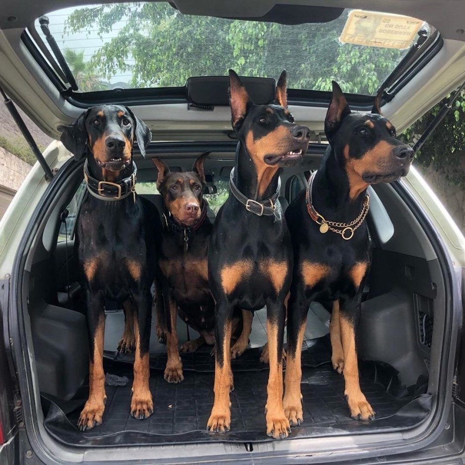 Королевский Доберман