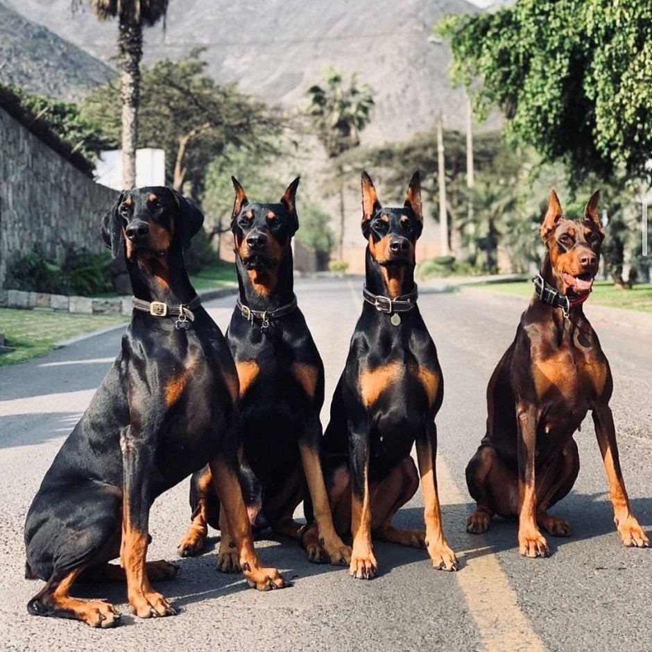 Белый Доберман