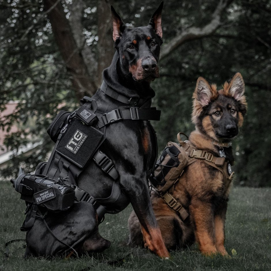 Модель Йована Вентура с доберманом