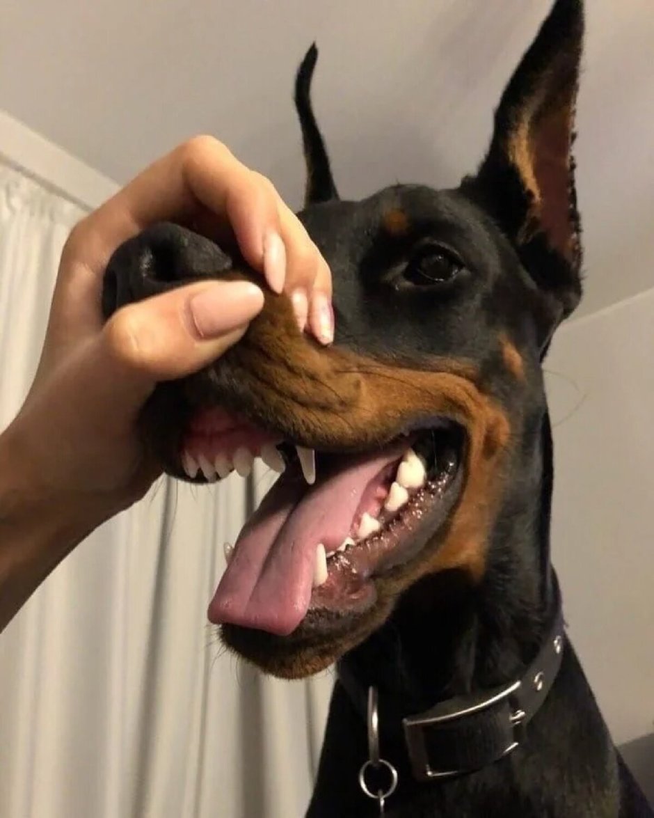 Девушка с доберманом арт