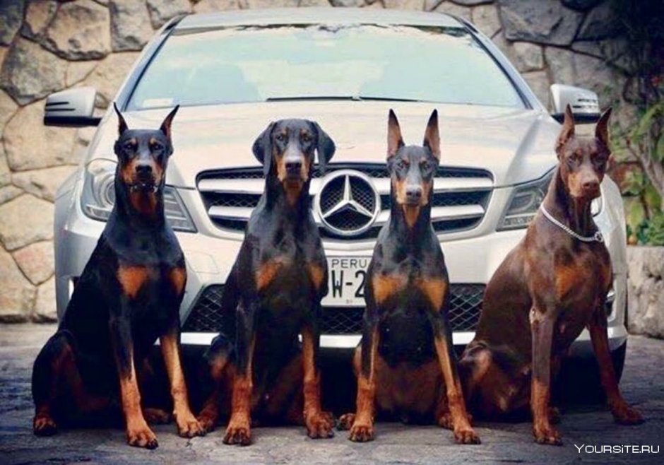 Собаки для охраны Доберманы