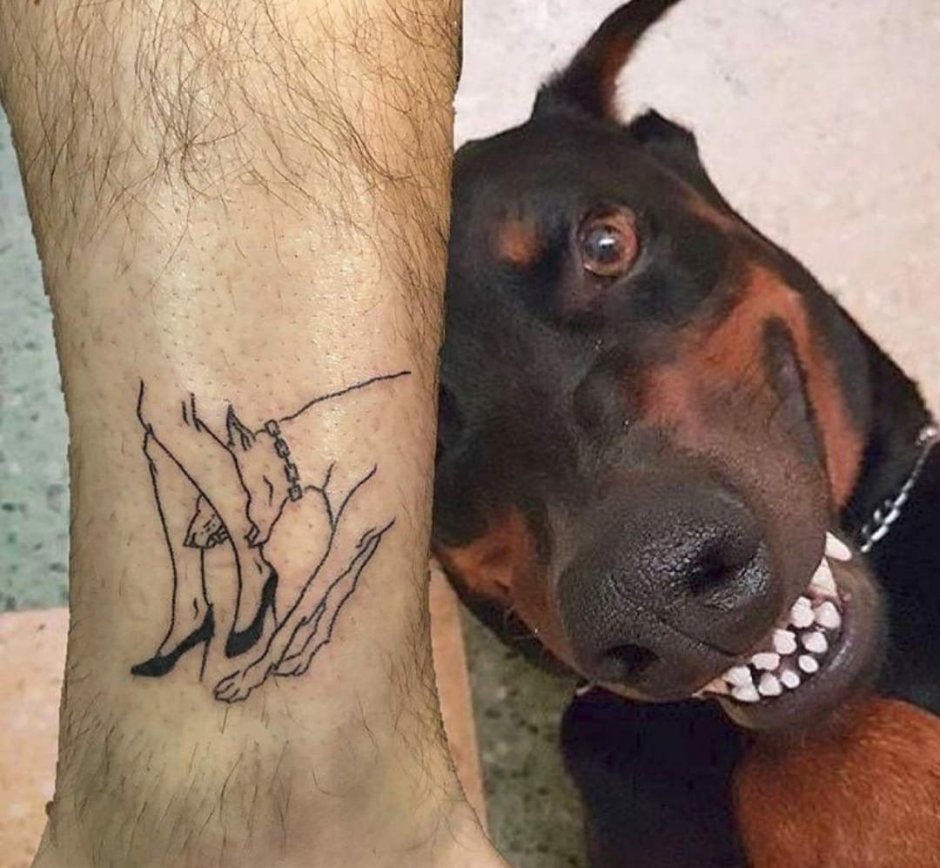 Доберман на Красном фоне