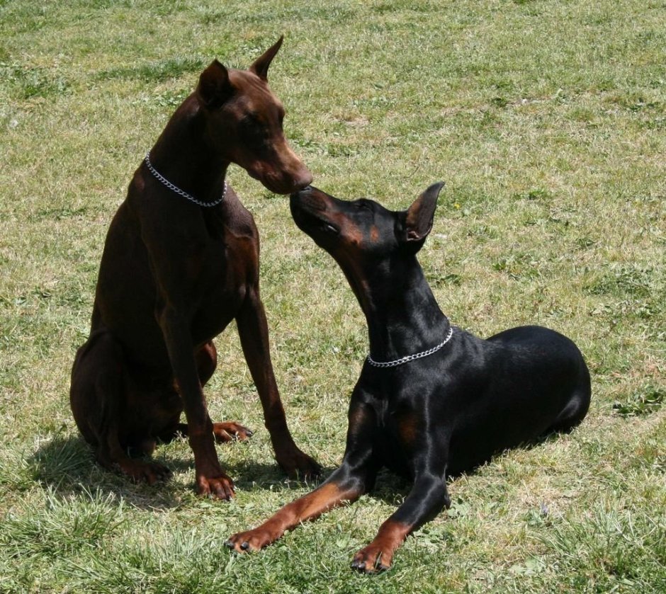 Дог и Доберман