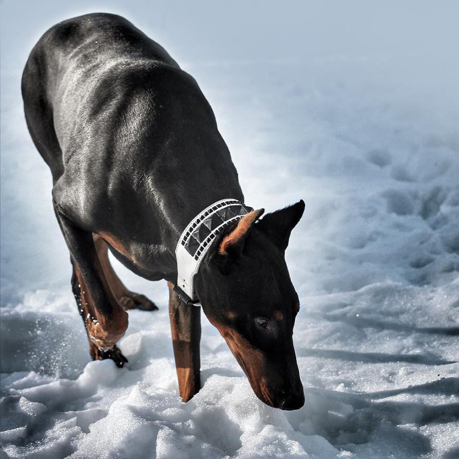 Доберман и кот