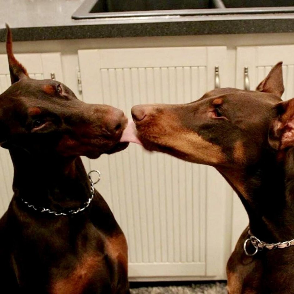 Немецкий Доберман