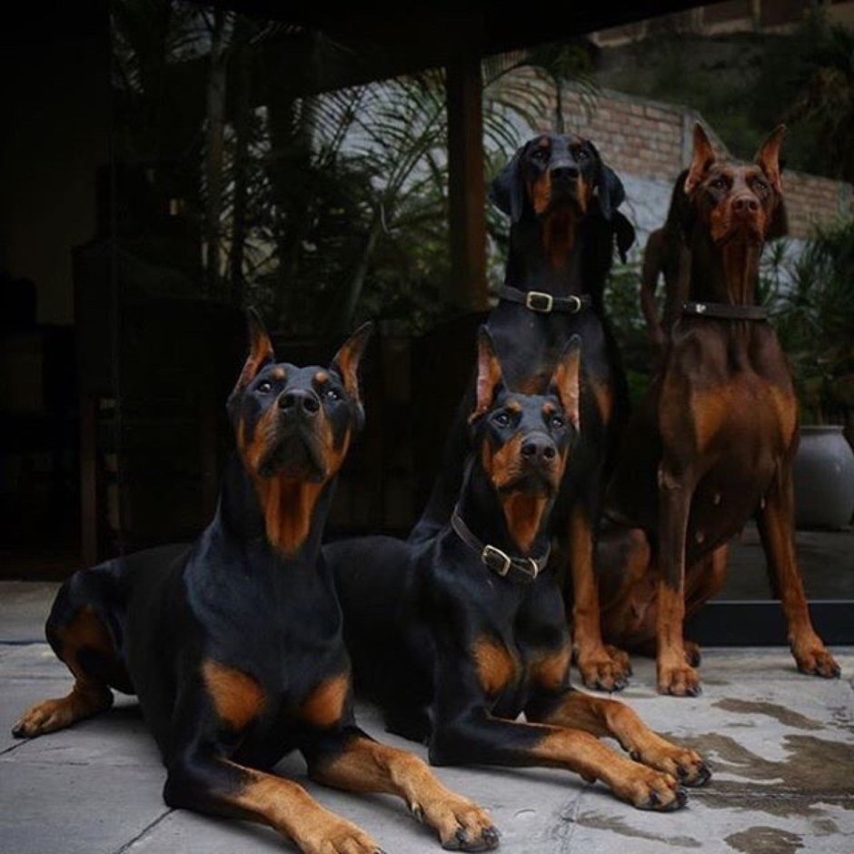 Доберман пинчер злой