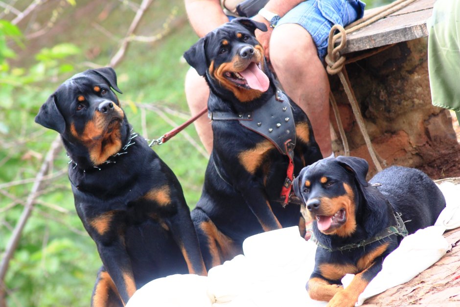 Ротвейлер дог Breed