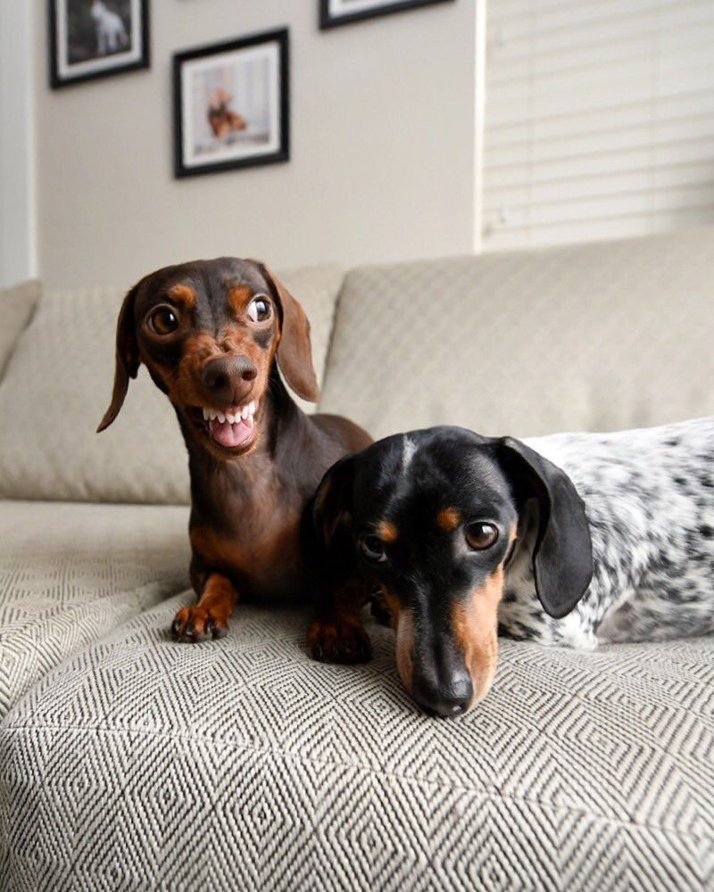 Прикольные таксы