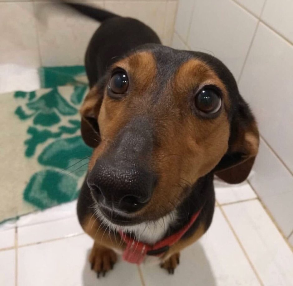 Такса с купированными ушами