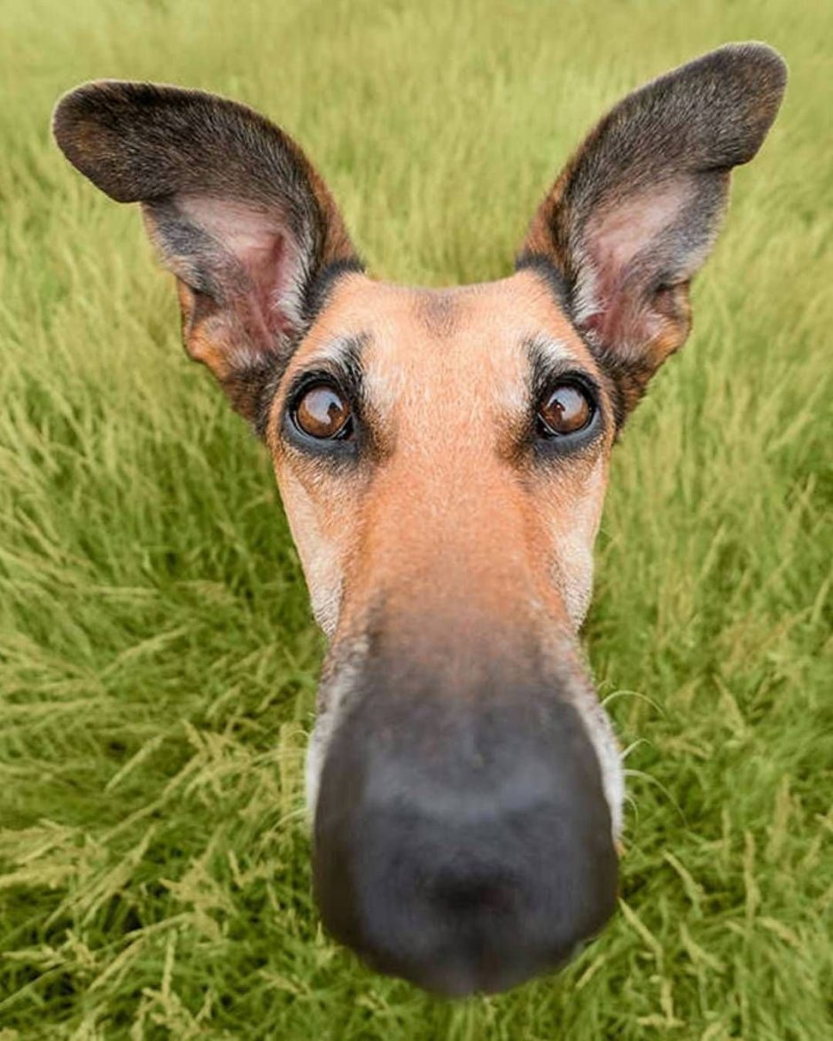 Лопоухая собака