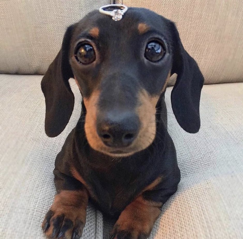 Щенки таксы