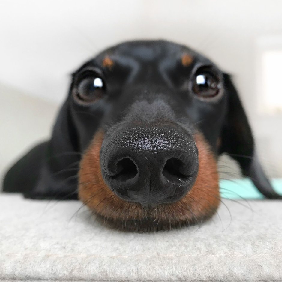 Такса грустит