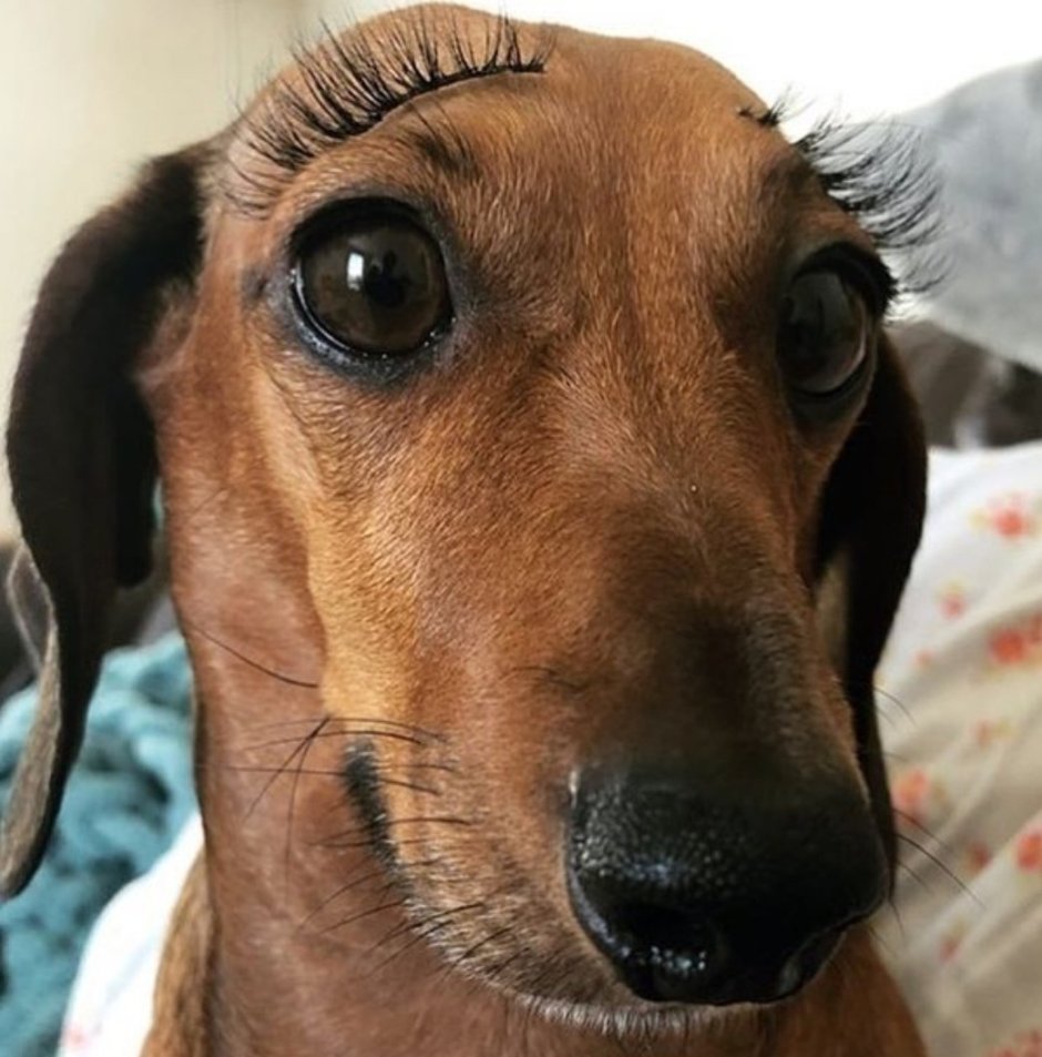 Бассет-хаунд и такса