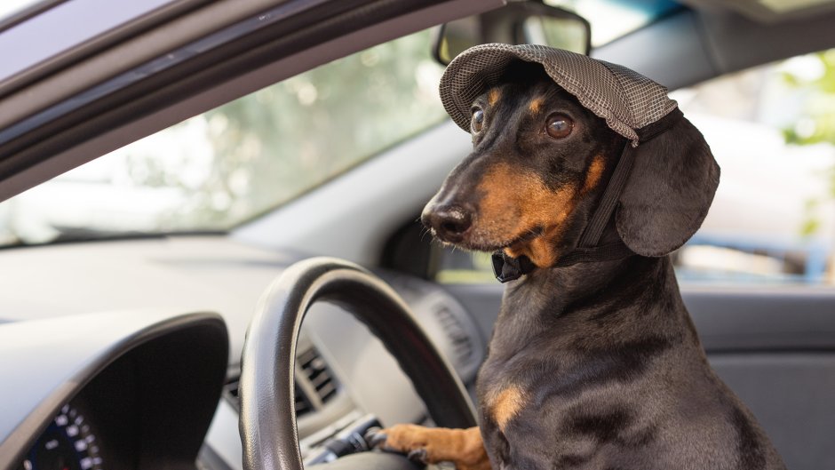 Стрижка когтей у собак