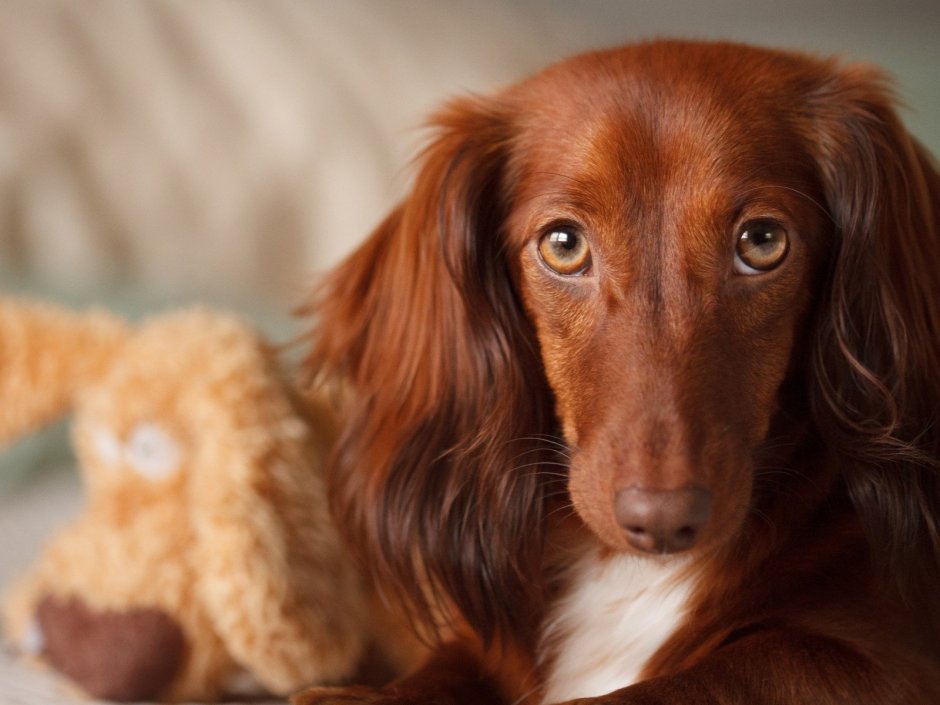 Хитрая такса