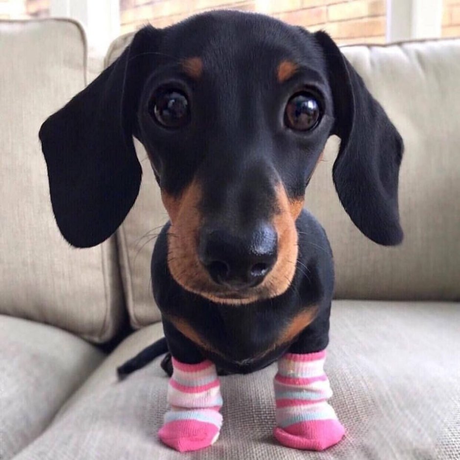 Кроличья такса метис