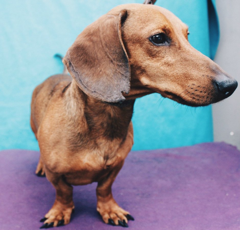 Такса подпалая