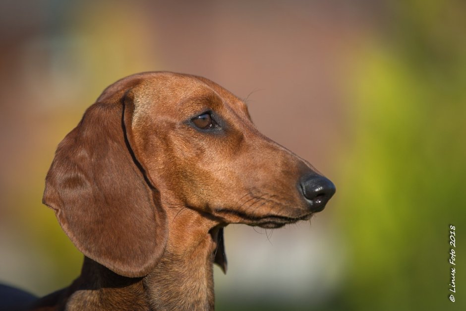 Маленькая ушастая собака