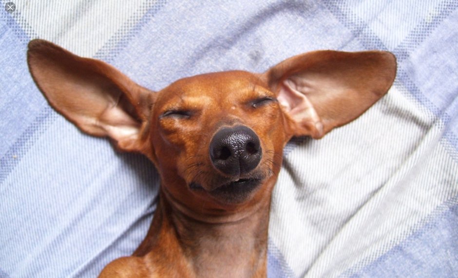 Белая такса