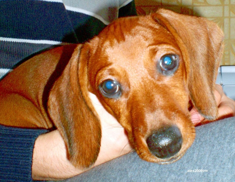 Грустная такса с ушами спаниеля