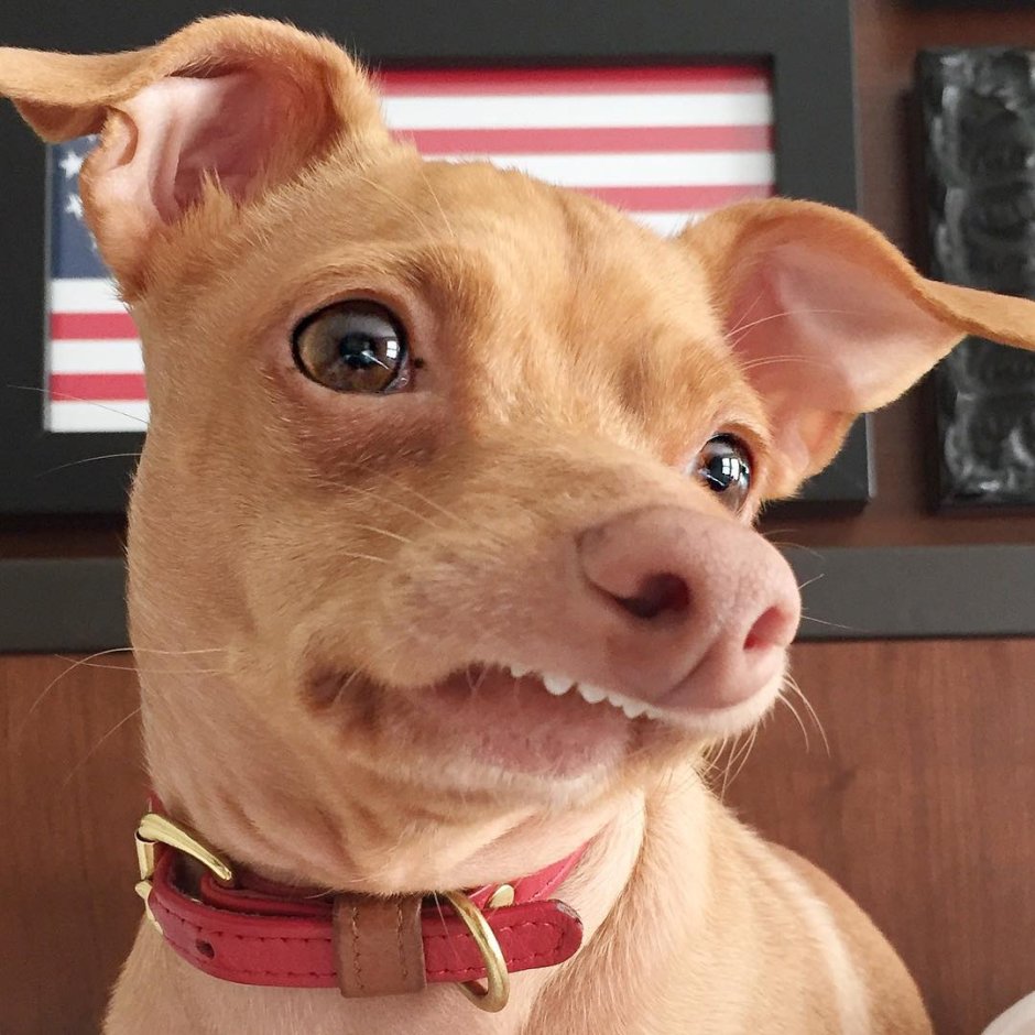 Упоротая собака