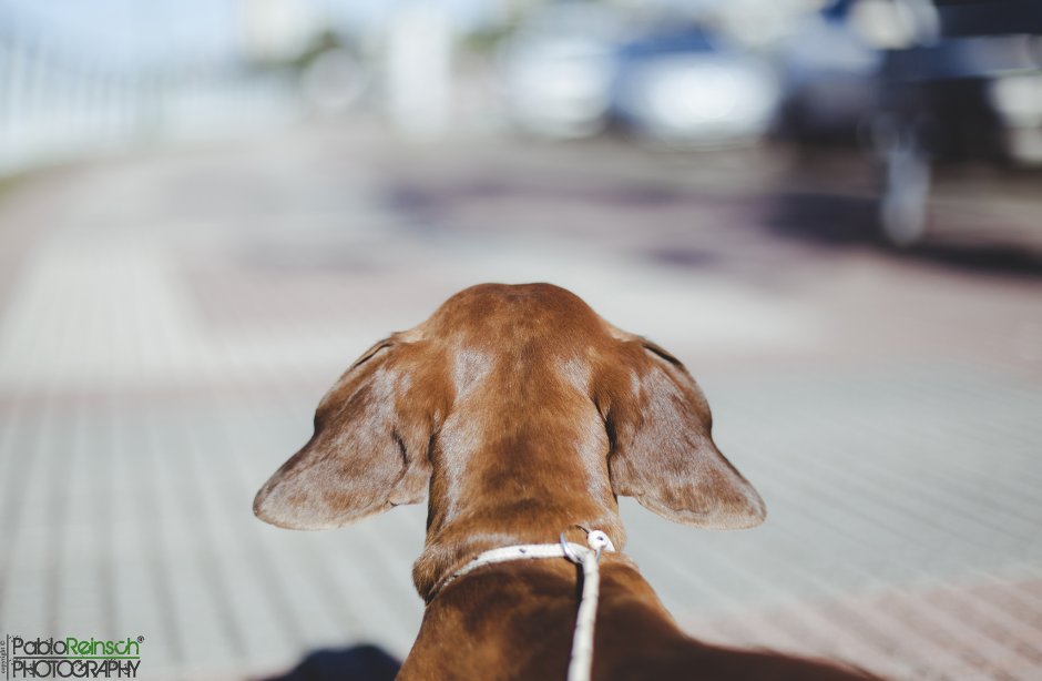 Крупная такса