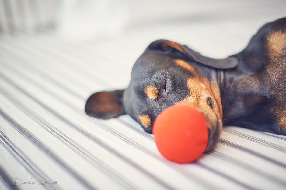 Любовь собаки к хозяину