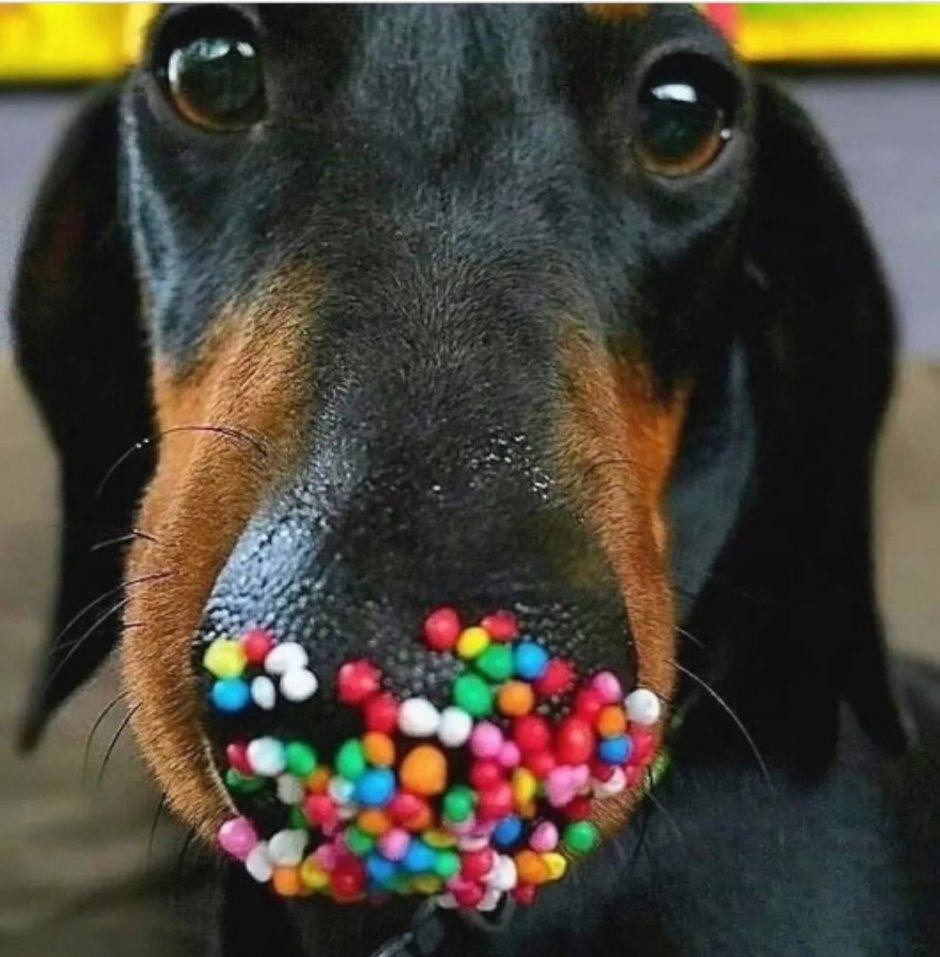 Веселая такса