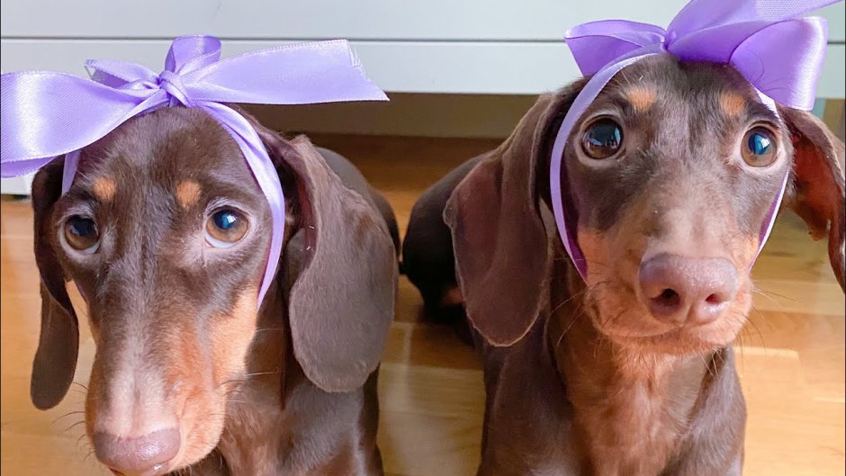 Голубая такса