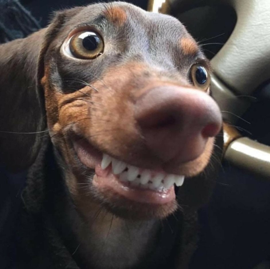 Мультяшные уши животных