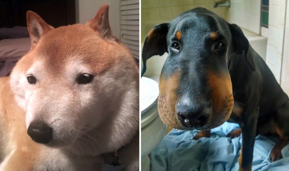 Такса кроличья гладкошерстная