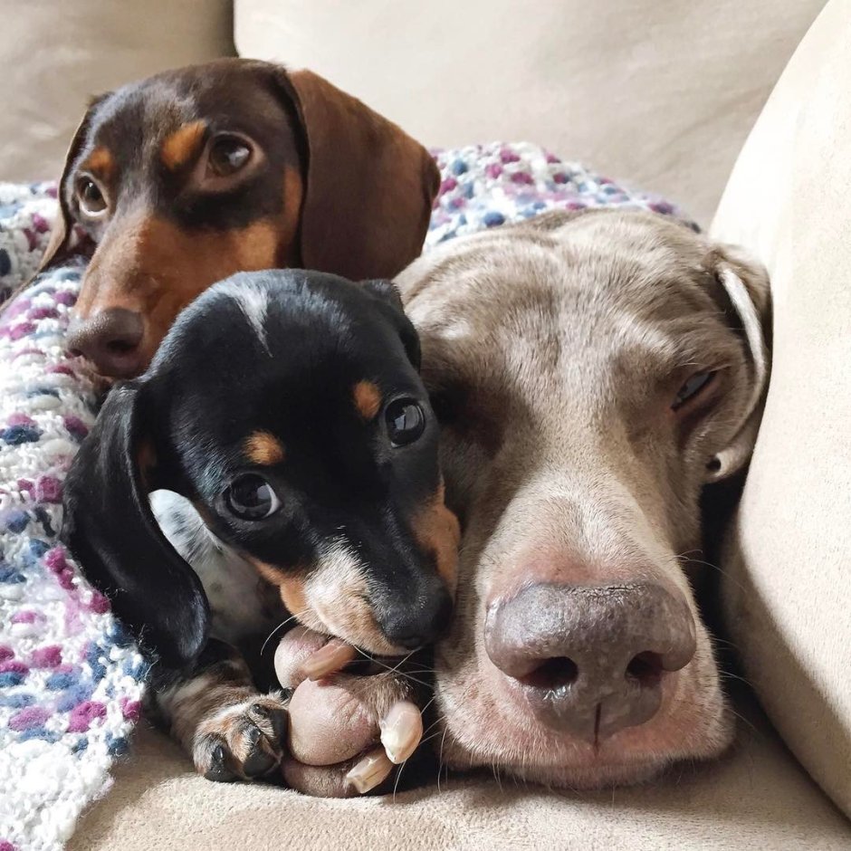 Смешная рыжая такса