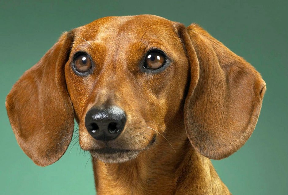 Канадская такса