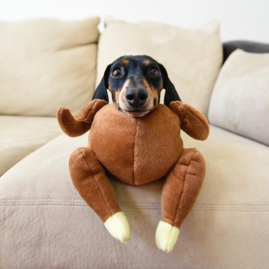 Собака с большими ушами на белом фоне