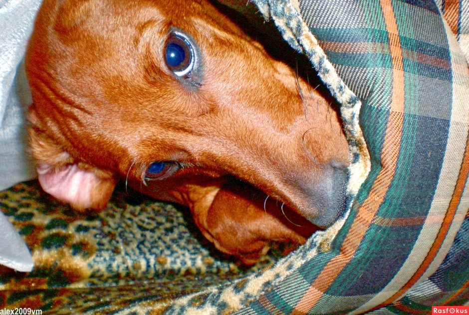 Животные друзья