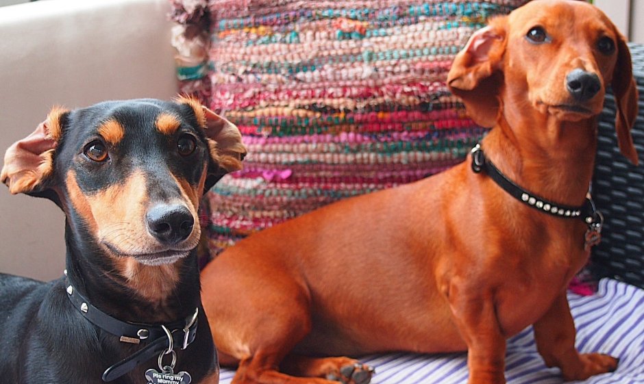 Карликовая такса взрослая