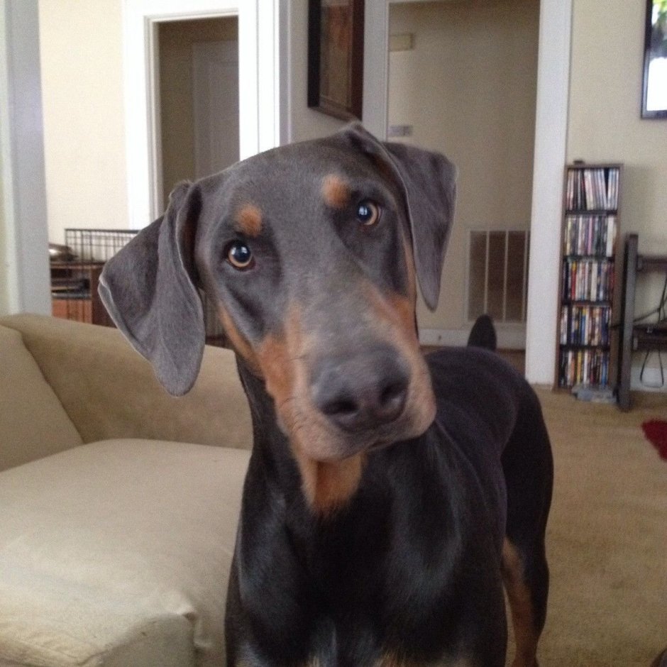 Собака такса длинная