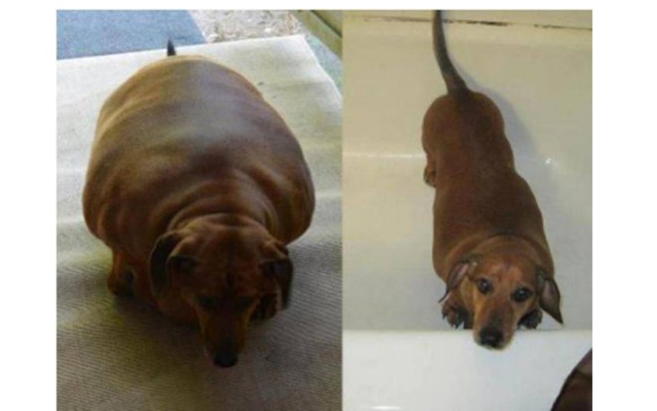 Собака такса смешная