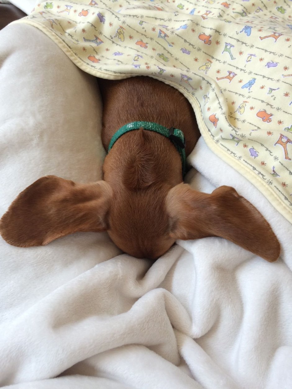 Чивини Туна