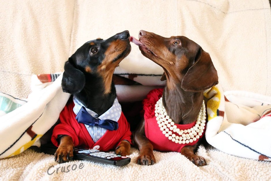 Такса уши вверх