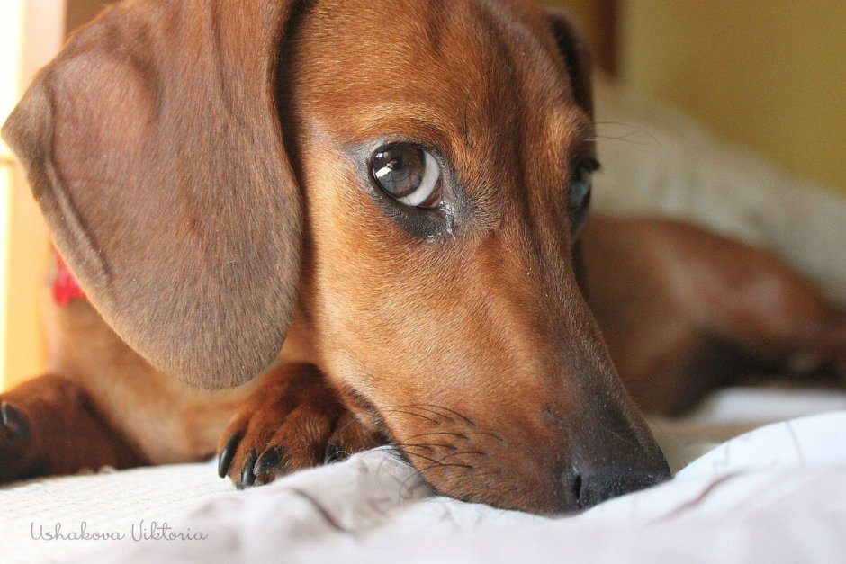 Отёк Квинке у животных