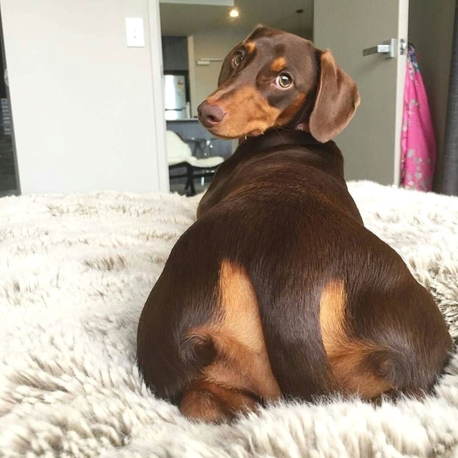 Осенние таксы