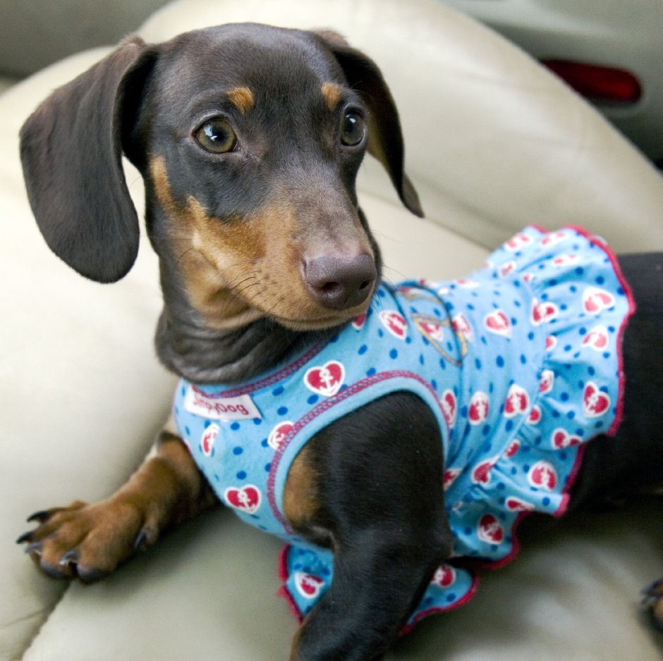 Такса с развивающимися ушами