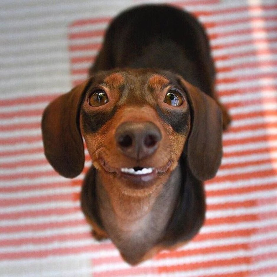 Собака на желтом фоне