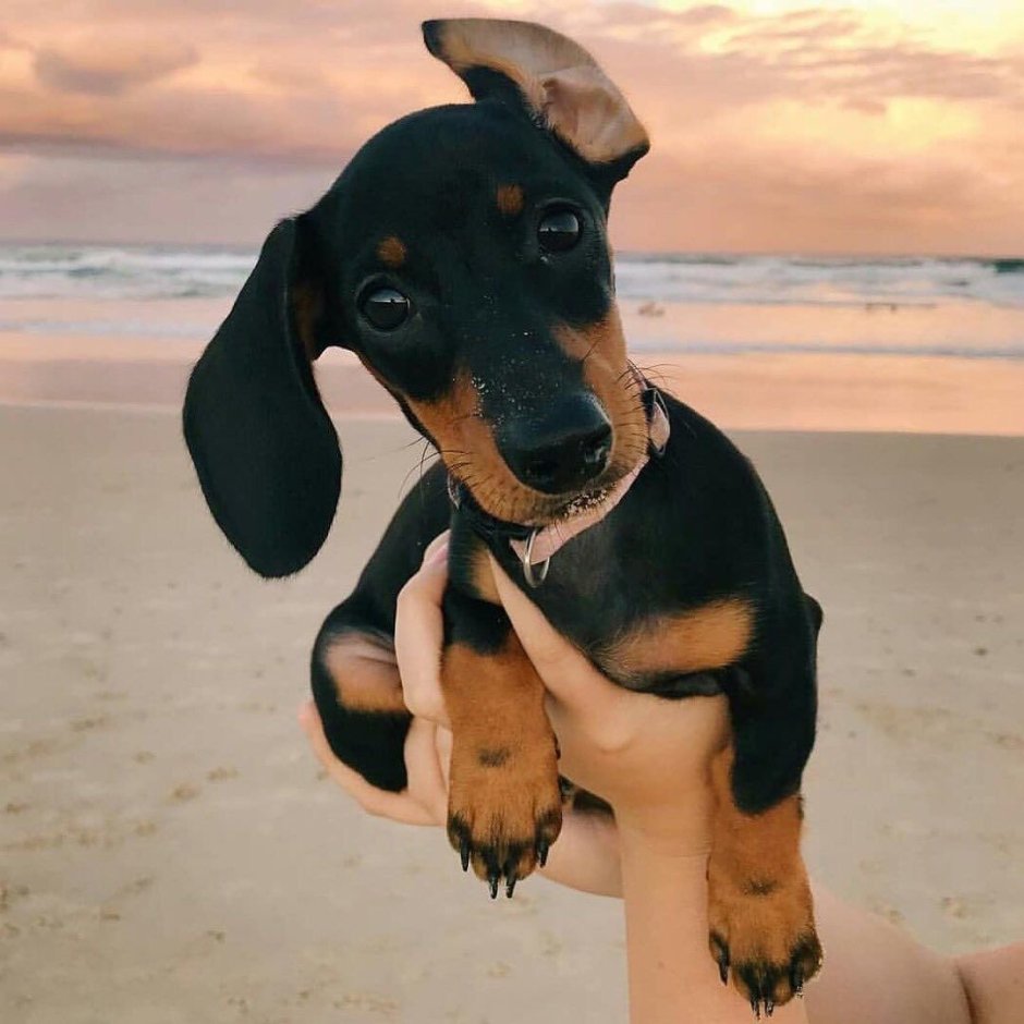 Веймаранер Харлоу, Индиана и Риз